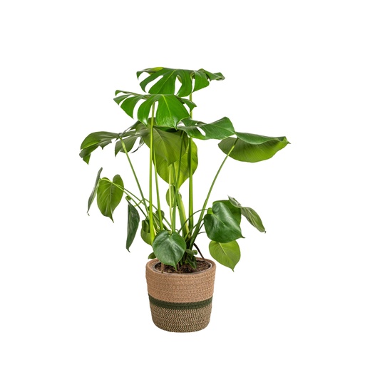 "Fensterblatt (Monstera deliciosa) – pflegeleichte Zimmerpflanze, im Dekokorb, Topf-Ø 21 cm, Höhe ca. 21 cm image"