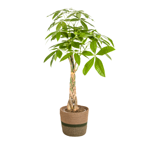 "Pachira Aquatica mit Korb Ø21cm - ↕90 - 110cm image"