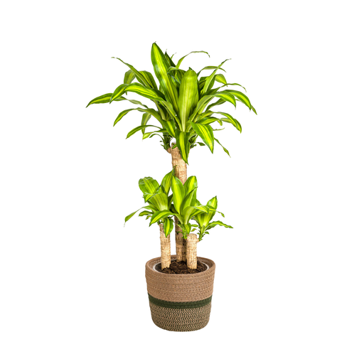 "Dracaena Fragrans Massangeana met mand Ø21cm - ↕90 - 110cm image"
