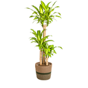 Dracaena Fragrans Massangeana mit Korb Ø24cm - ↕130 - 150cm