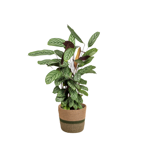 "Calathea Oppenheimiana mit Korb Ø24cm - ↕80 - 100cm image"