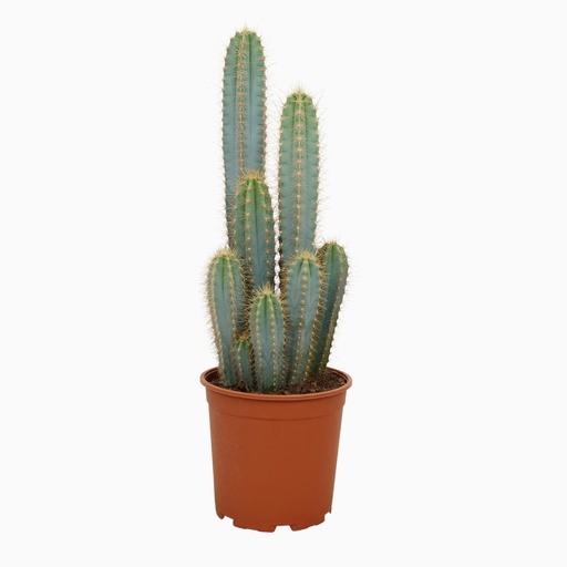 "Blauer Säulenkaktus (Pilosocereus azureus) – pflegeleichte Zimmerpflanze, Höhe ca. 21 cm image"