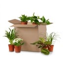 Green Zweite Change Box: Zimmerpflanzen 6er Set