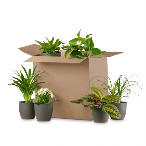 "Green Zweite Change Box: Zimmerpflanzen 6er Set - inkl. 6 x Topf Potter Schwarz image"