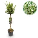 Stammpflanze - Euonymus fortunei 'Emerald Gaiety' - Terrassenpflanze - Immergrün - Winterhart - Grün-graues Blatt - Topf 19 cm, Höhe 90 cm