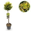 Stammpflanze - Euonymus fortunei 'Emerald 'n Gold' - Terrassenpflanze - Immergrün - Winterhart - Grün-gelbe Blätter - Topf 19 cm, Höhe 90 cm