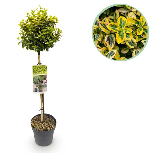 "Stammpflanze - Euonymus fortunei 'Emerald 'n Gold' - Terrassenpflanze - Immergrün - Winterhart - Grün-gelbe Blätter - Topf 19 cm, Höhe 90 cm image"