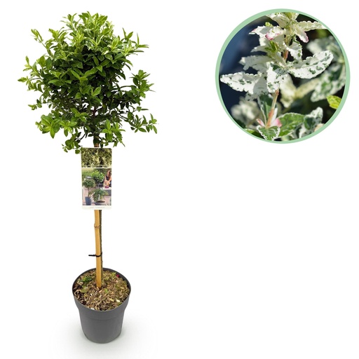 "Stämmchen - Euonymus fortunei Harlequin - Terrassenpflanze - Immergrün - Winterhart - Grün-weiße Blätter - Topf 19cm Höhe 90cm image"