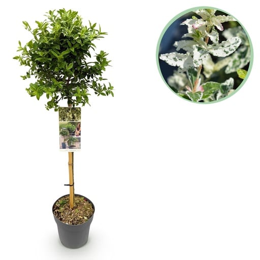 "Kriechspindel (Euonymus fortunei) – winterharter Bodendecker, Höhe ca. 19 cm image"