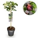 Stämmchen - Ficus carica Brown Turkey - Terrassenpflanze - Laubabwerfend - Winterhart - Grüne Frucht - Topf 19cm Höhe 90cm