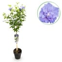 Gartenpflanze - Hibiscus syriacus Blue Chiffon® - Stämmchen - Terrassenpflanze - Laubabwerfend - Pflegeleicht - Topf 19cm Höhe 90cm