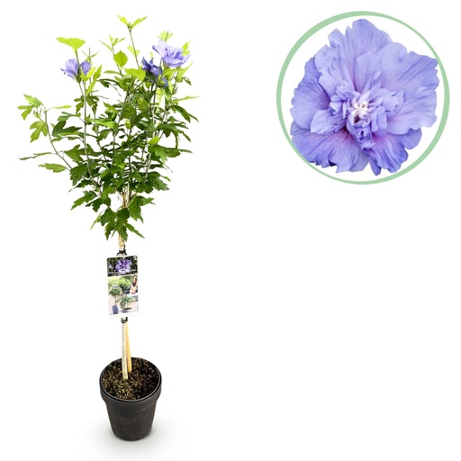 "Gartenpflanze - Hibiscus syriacus Blue Chiffon® - Stämmchen - Terrassenpflanze - Laubabwerfend - Pflegeleicht - Topf 19cm Höhe 90cm image"
