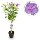 Hibiskus-Stämmchen - Hibiscus syriacus Lavender Chiffon® - Terrassenpflanze - Laubabwerfend - Winterhart - Lila Blüte - Topf 19cm Höhe 90cm