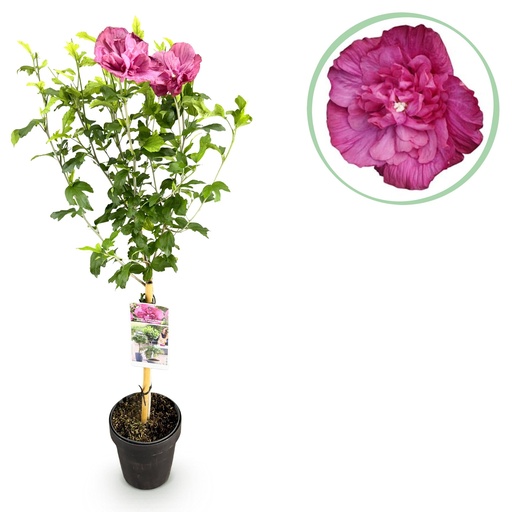 "Stamm Pflanze - Hibiscus syriacus Magenta Chiffon® - Terrassen Pflanze - Laubabwerfend - Winterhart - Rosa Blüte - Topf 19cm Höhe 90cm image"