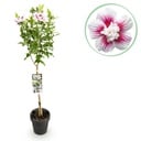 Gartenpflanze - Hibiscus syriacus Starburst Chiffon® - Stamm-Pflanze - Terrassenpflanze - Laubabwerfend - Wenig Pflege - Topf 19cm Höhe 90cm