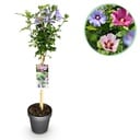 Stamm-Pflanze - Hibiscus syriacus Tricolour - Terrasse Pflanze - Laubabwerfend - Winterhart - Weiße, Rosa, Violette Blüte - Topf 19cm Höhe 90cm