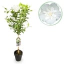 Stammpflanze - Hibiscus syriacus White Chiffon® - Terrassenpflanze - Laubabwerfend - Winterhart - Weiße Blüte - Topf 19cm Höhe 90cm