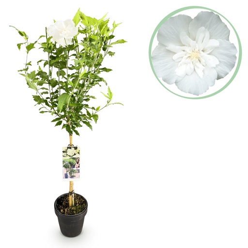 "Garteneibisch (Hibiscus syriacus) – winterharter Blütenstrauch, Höhe ca. 19 cm image"
