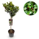 Stammpflanze - Ilex meserveae Blue Maid - Terrassenpflanze - Immergrün - Winterhart - Rote Beeren - Topf 19cm Höhe 90cm