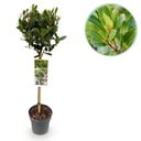 Stamm Pflanze - Laurus nobilis - Terrassen Pflanze - Immergrün - Winterhart - Grünes Blatt - Topf 19cm Höhe 90cm