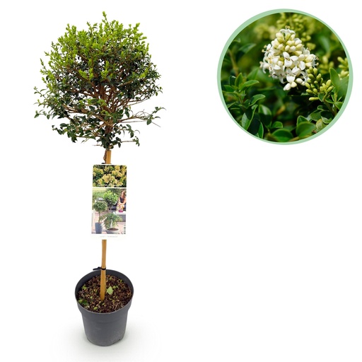 "Stammpflanze - Ligustrum delavayanum - Terrassenpflanze - Immergrün - Winterhart - Grüne Blätter - Topf 19cm Höhe 90cm image"