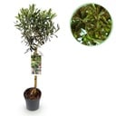 Stamm Pflanze – Olea Europaea – Terrassen Pflanze – Immergrün – Winterhart – Olivenfarbenes Blatt – Topf 19 cm Höhe 90 cm