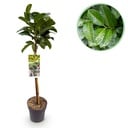 Stamm Pflanze – Prunus laurocerasus Etna® – Terrassen Pflanze – Immergrün – Winterhart – Grünes Blatt – Topf 19 cm Höhe 90 cm
