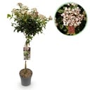 Stamm Pflanze - Viburnum tinus - Terrassen Pflanze - Immergrün - Winterhart - Weiß-Rosa Blüte - Topf 19cm Höhe 90cm