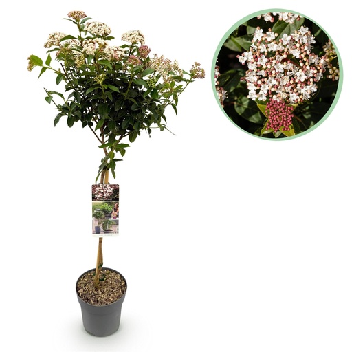 "Stamm Pflanze - Viburnum tinus - Terrassen Pflanze - Immergrün - Winterhart - Weiß-Rosa Blüte - Topf 19cm Höhe 90cm image"