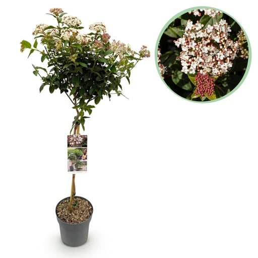 "Mittelmeer-Schneeball 'Stämmchen' (Viburnum tinus) – immergrün & winterblühend, Terrassenpflanze, Topf-Ø 19 cm, Höhe ca. 90 cm image"
