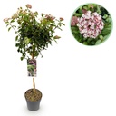 Stamm-Pflanze - Viburnum tinus Eve Price - Terrassenpflanze - Immergrün - Winterhart - Weiß-Rosa Blüte - Topf 19cm Höhe 90cm