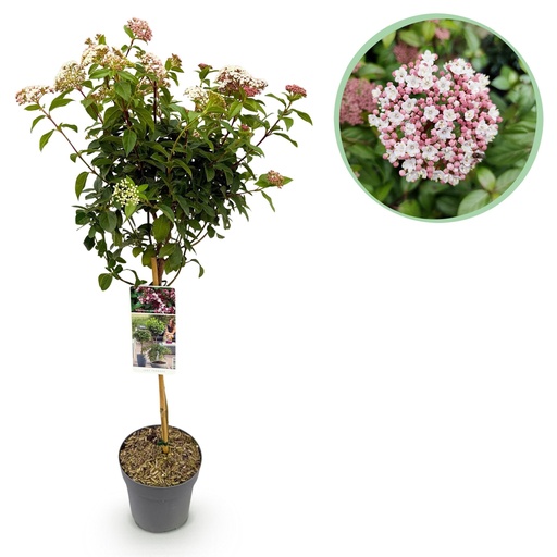 "Lorbeer-Schneeball (Viburnum tinus) – winterharter immergrüner Strauch, Höhe ca. 19 cm image"