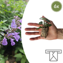 Nepeta – 6 Stecklinge | Züchte und Genieße einen Aromatischen Bodendecker!