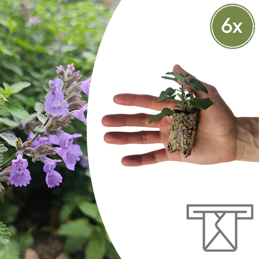 "Nepeta – 6 Stecklinge | Züchte und Genieße einen Aromatischen Bodendecker! image"