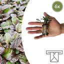 Ajuga Reptans – 6 Pflanzenstecker | Selbst Anbauen und Einen Wunderschönen Bodendecker Genießen!