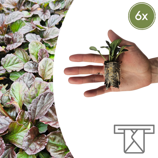"Ajuga Reptans – 6 Pflanzenstecker | Selbst Anbauen und Einen Wunderschönen Bodendecker Genießen! image"