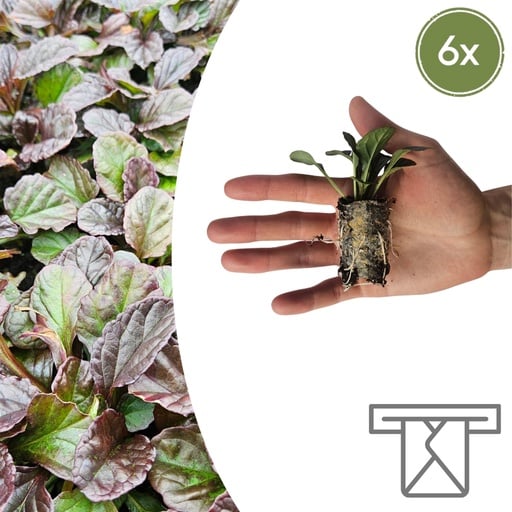 "Kriechender Günsel (Ajuga reptans) – winterharte Bodendecker-Staude image"