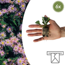 Aster – 6 Pflanzsets | Selbst Anbauen & Einen Farbenfrohen Herbstgarten Genießen!