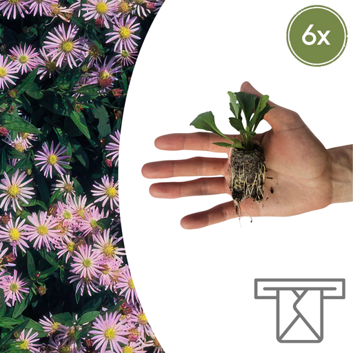 "Aster – 6 Pflanzsets | Selbst Anbauen & Einen Farbenfrohen Herbstgarten Genießen! image"