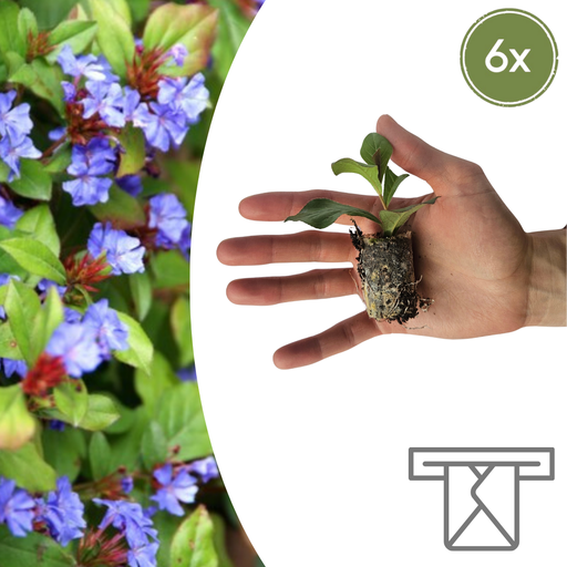 "Ceratostigma – 6 Pflanzsets | Selbst Anbauen & Einen Farbenfrohen Herbstgarten Genießen! image"