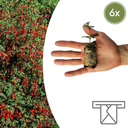 Fuchsia – 6 Jungpflanzen | Züchten & Genießen Sie einen Farbenfrohen Garten