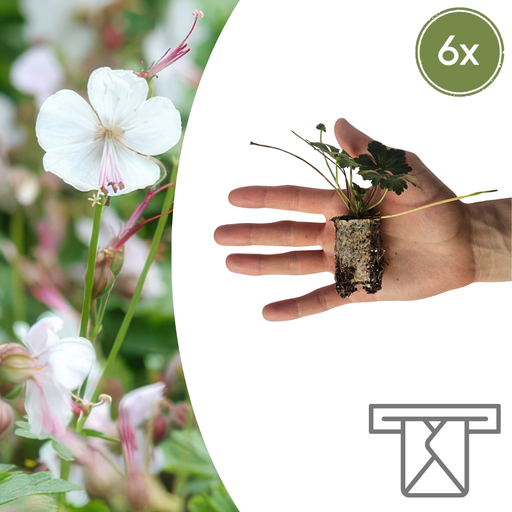 "Geranium – 6 Jungpflanzen | Züchten & Genießen Sie Einen Farbenfrohen Garten image"