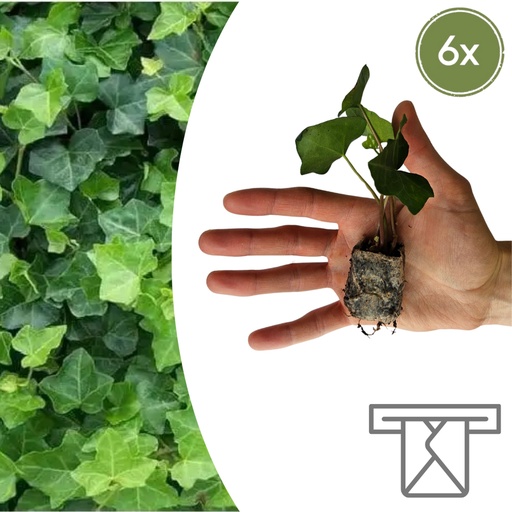 "Efeu (Hedera helix) – winterharte Kletterpflanze image"