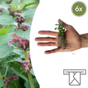 Lamium – 6 Jungpflanzen | Pflanzen & Genießen Sie eine Wunderschöne Bodendecker