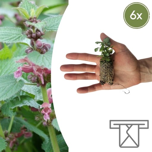 "Taubnessel (Lamium) – winterharte Bodendecker-Staude image"