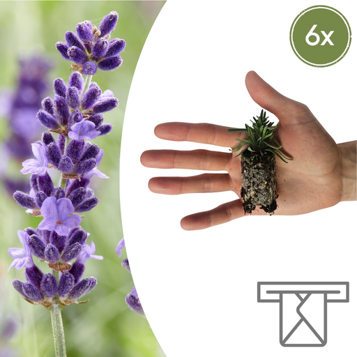 "Lavandula 'Hidcote' – 6 Jungpflanzen | Pflanzen & Genießen Sie Duftende Lavendelblüten image"