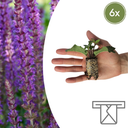 Salvia – 6 Jungpflanzen | Pflanzen & Genießen Sie Schöne Salvia