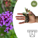 Verbena – 6 Jungpflanzen | Pflanzen & Genießen Sie Wunderschöne Verbena