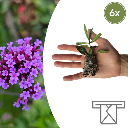 "Verbena – 6 Jungpflanzen | Pflanzen & Genießen Sie Wunderschöne Verbena image"