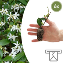 Trachelospermum jasminoides – 6 Jungpflanzen | Pflanzen & Genießen Sie den Duft des Jasmins
